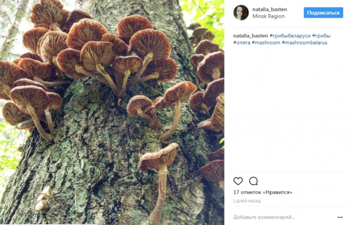 грибы, лес, фотография, Instagram