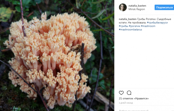 грибы, лес, фотография, Instagram