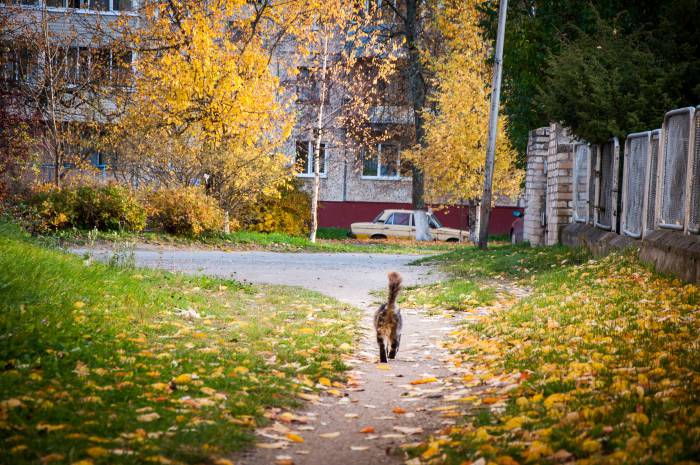 Осень - это дороги из золота. Фото Анастасии Вереск