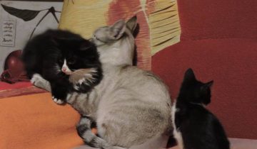котята, пристройство, волонтер