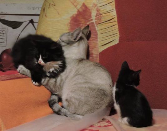 котята, пристройство, волонтер