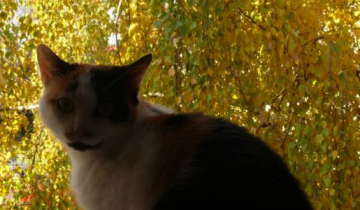 осень кот