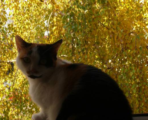 осень кот
