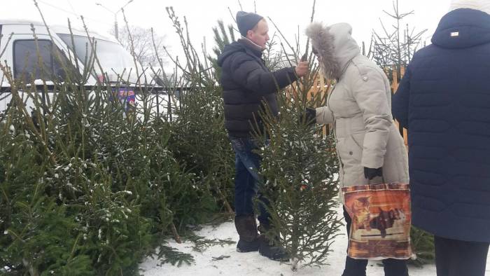 Сколько стоит купить елочку в Витебске