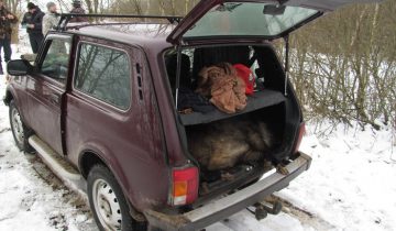 авто косуля