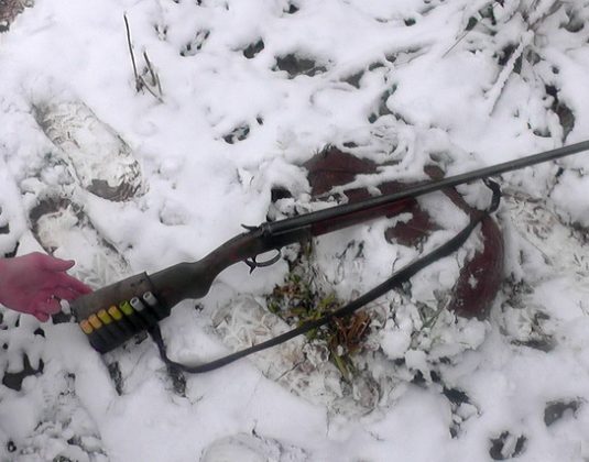 шумилино животное кабан