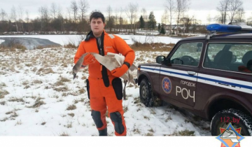 спасение лебедя