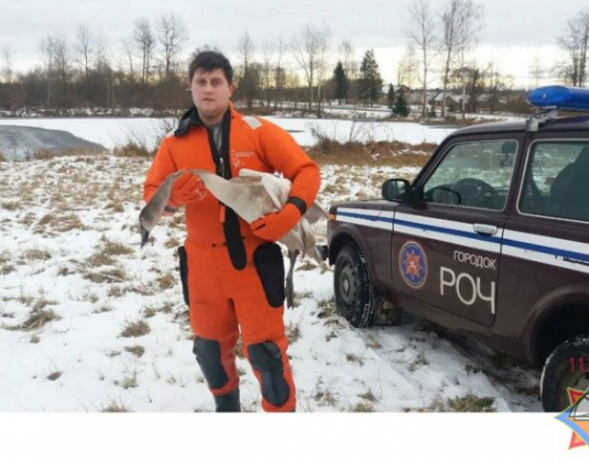 спасение лебедя