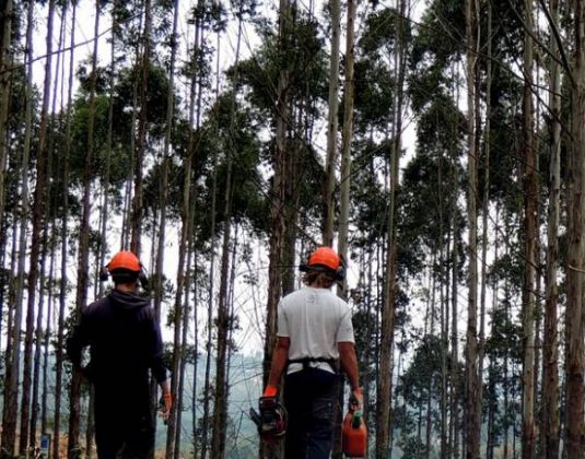 лесоруб вальщик