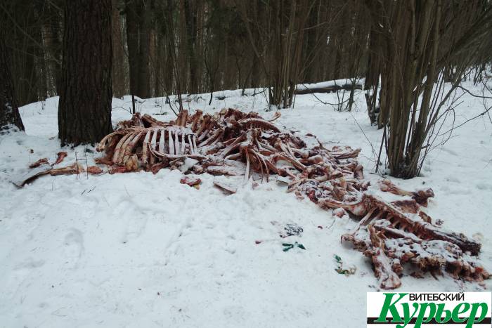 Свалка в Лучесском лесу просто поражает воображение. Кости, бутылки, полиэтилен - все в куче