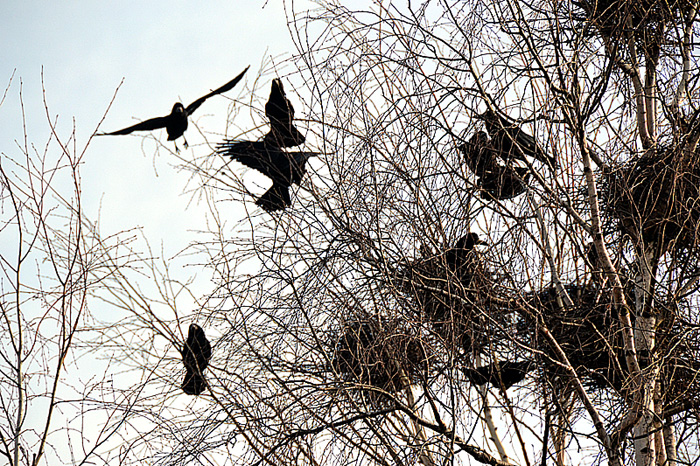 С 16 февраля до 15 августа удалять гнезда птиц с деревьев будет запрещено