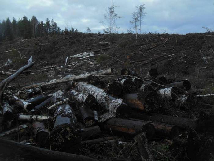 Кости, мусор, березовый сок и бесхозяйственность. От чего лихорадит леса Беларуси?