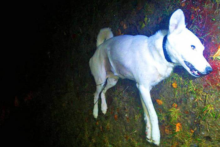 Витебчанка, выбросившая собаку с 8 этажа: «Желала только наказать, а не убивать»