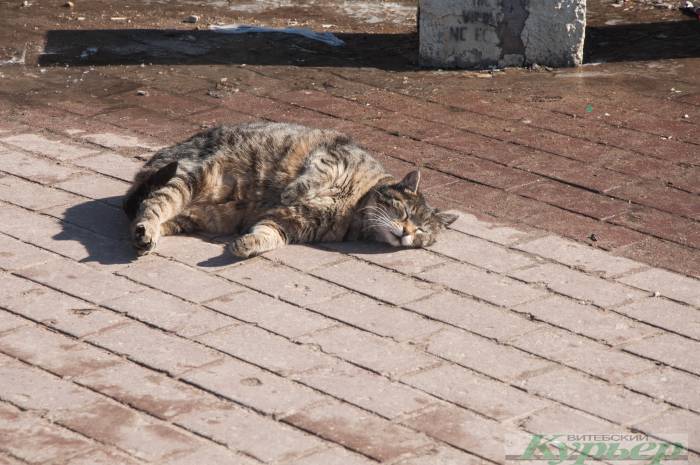 Просто толстый кот радуется витебской весне