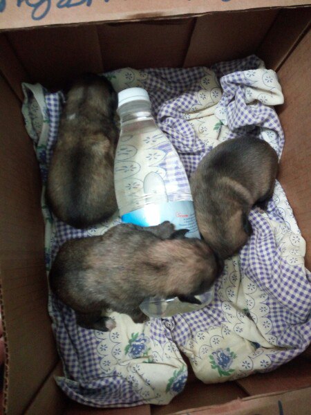 «Побольше бы людей с таким добрым сердцем!» В Витебске работники общежития в мусорном баке обнаружили 5 щенят