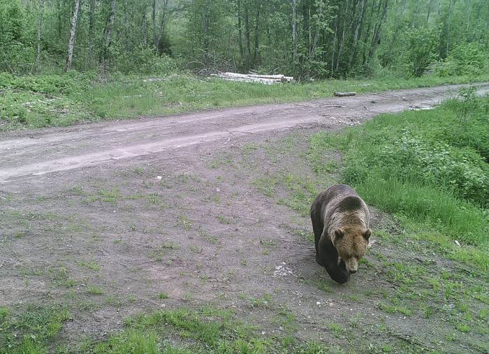 Общественные организации против предложения охотничьего сообщества отстрелить медведя, который травмировал человека в деревне Пукшино Витебского района