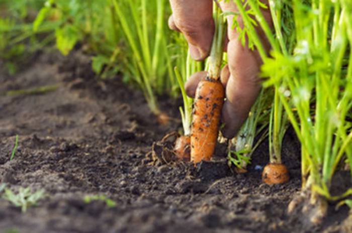 3 секрета небывалого урожая: редис, капуста и морковь