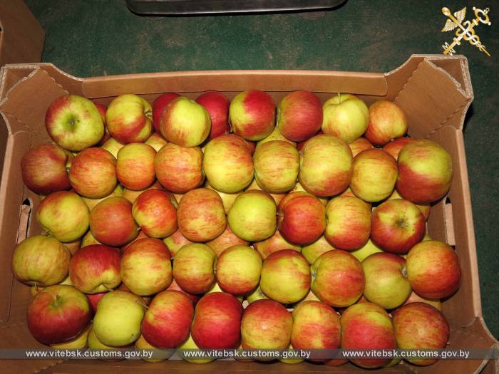 Витебская таможня задержала 134 тонны нелегальных яблок
