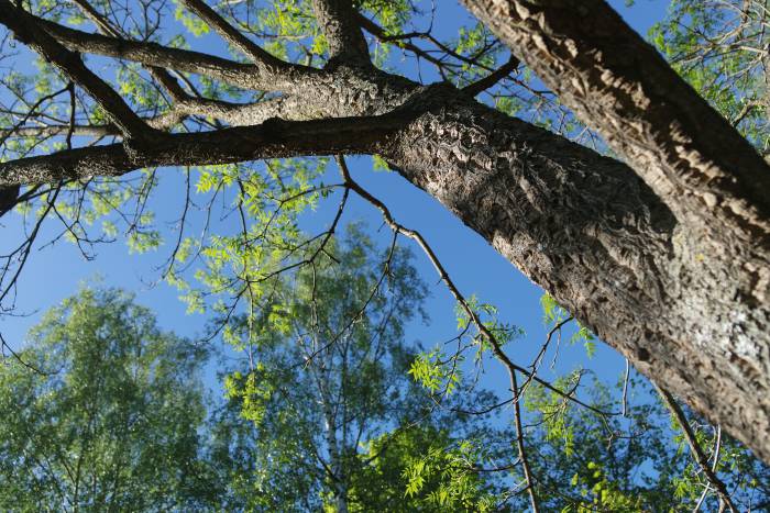 5 необычных деревьев Витебска