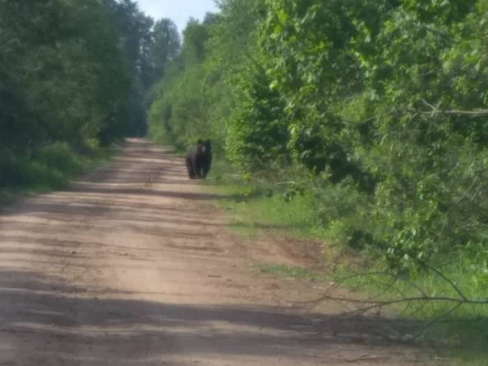 В Витебском районе в Железняках на дороге витебчанин повстречал медведя