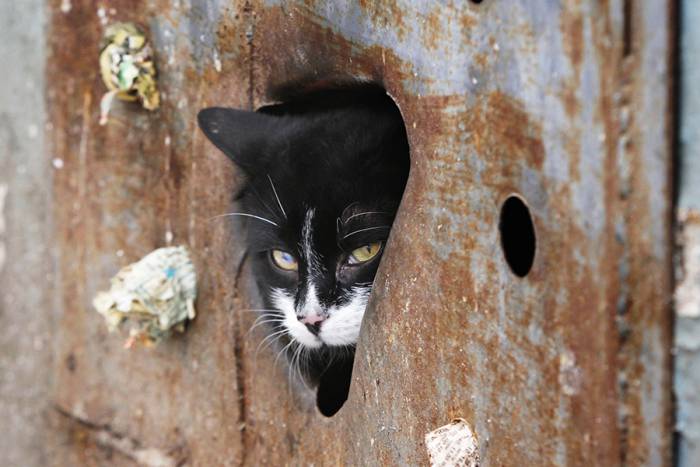 Замурованные заживо. Война витебского ЖЭУ с бездомными котами и как этому противостоять законно