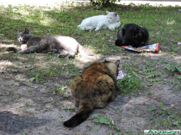 «Я взяла автомобиль в кредит не для того, чтобы его коты поцарапали...» Конфликт в одном из витебских дворов