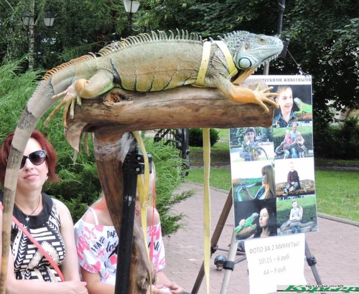 10 забавных животных, которых можно увидеть на «Славянском базаре в Витебске»