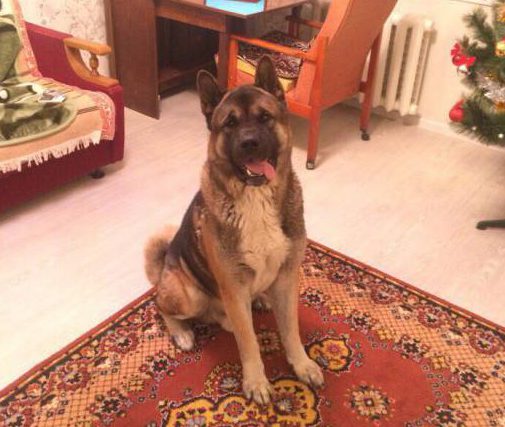 Семья Савко из Витебска против спецавтобазы: виновные в смерти собаки так и не найдены