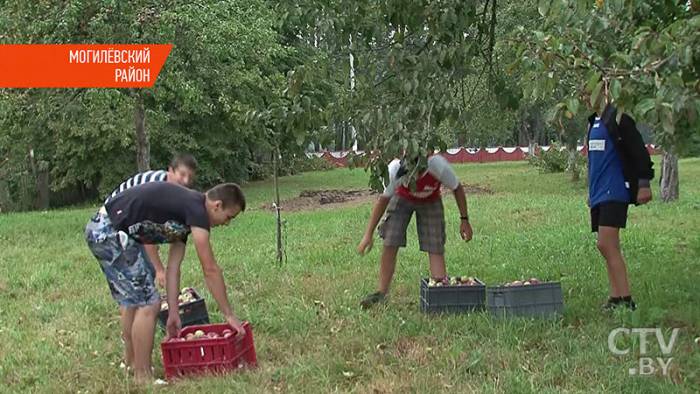 Сколько можно заработать на яблоках из своего сада?