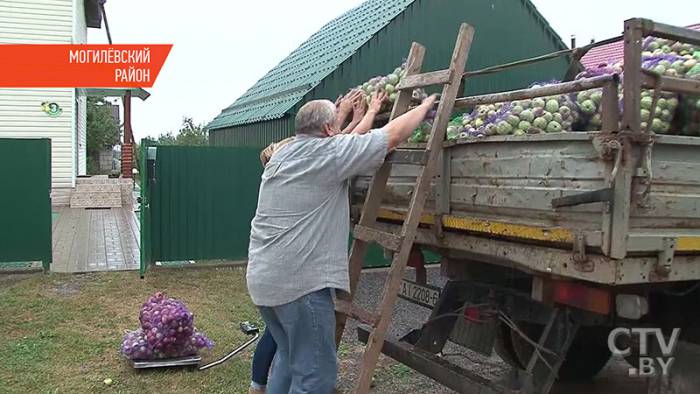Сколько можно заработать на яблоках из своего сада?