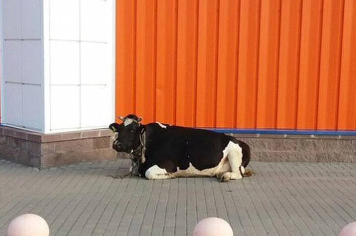 Корова, которая гуляла сама по себе в Витебске