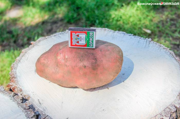 Беларусь занимает первое место в СНГ по потреблению картофеля на душу населения