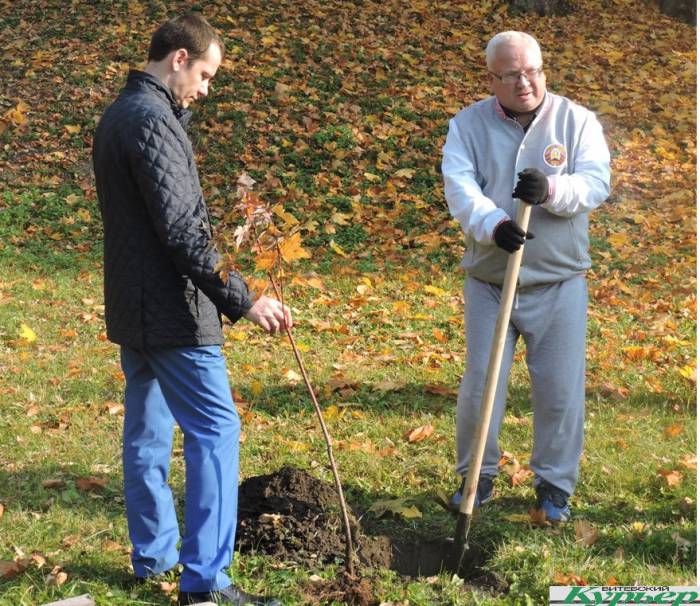 В Витебске учителя из Беларуси и России высадили более 50 деревьев в парке имени Фрунзе