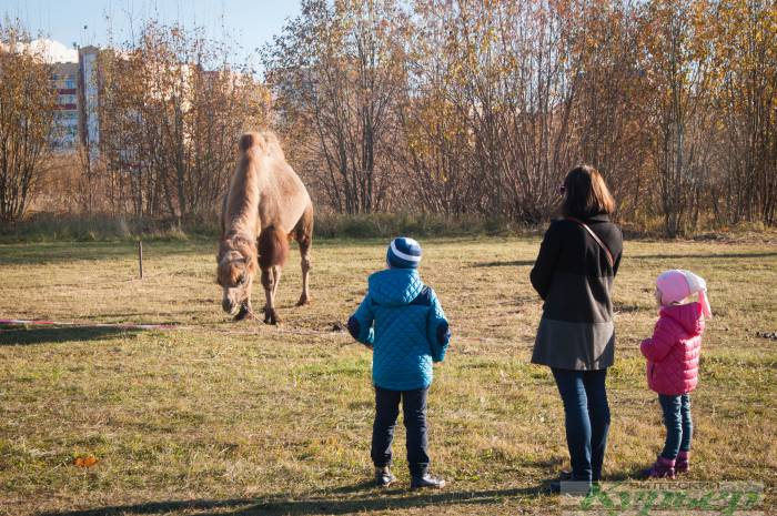 В Полоцке октябрьским днем на солнышке грелись верблюды