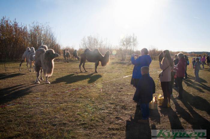 В Полоцке октябрьским днем на солнышке грелись верблюды