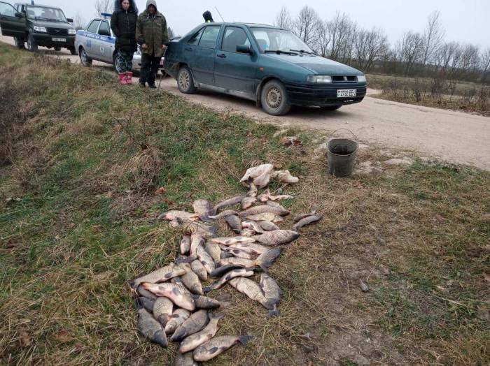 Мертвого бобра и около 30 кг карпа нашли сотрудники Шарковщинской ГАИ в остановленном авто местного жителя