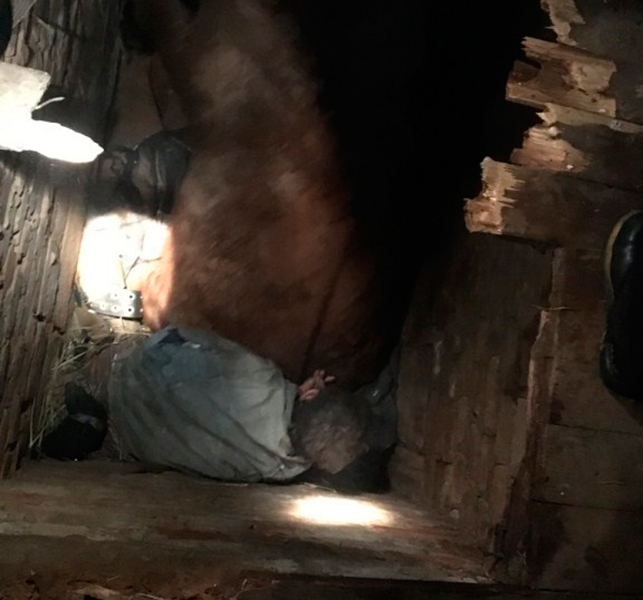 В Полоцком районе 45-летний мужчина провалился в сарае под пол и оказался зажатым лошадью