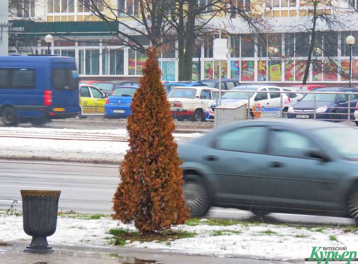 На главной площади Витебска погибают туи. Как укор тому, что прекрасное место отдыха уничтожили, а новым оно так и не стало