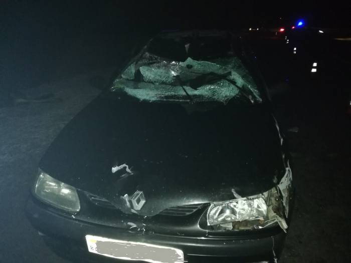 Около Кировской под Витебском водитель сбил лося. В результате ДТП у пассажирки травма головы и перелом шейного отдела позвоночника
