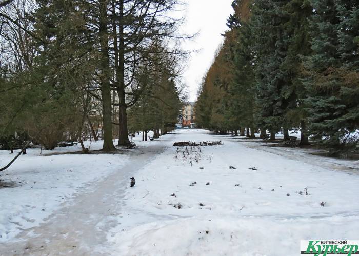 Куда пересаживали деревья со старой с площади Победы в Витебске и чем это закончилось