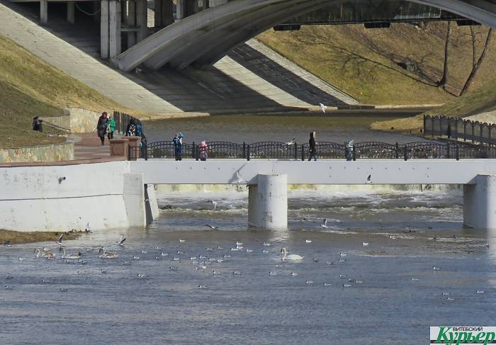 В Витебск вернулись чайки. Возле Кировского моста в воскресенье было очень громко и очень людно (видео)