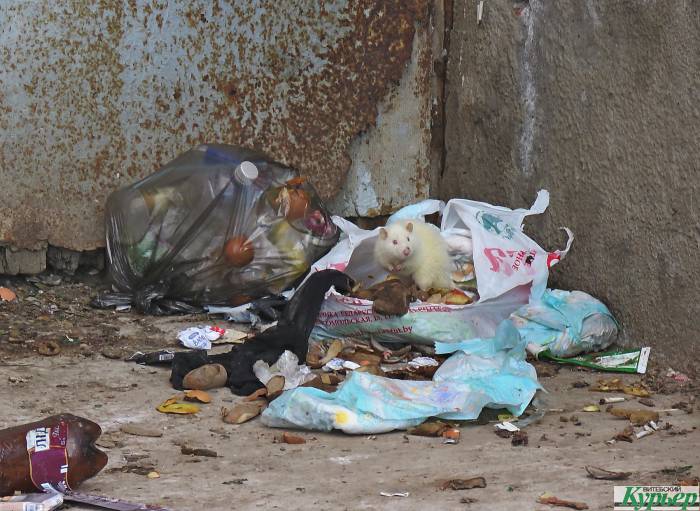 В Витебске во дворе на улице Правды в мусорных кучах пируют крысы