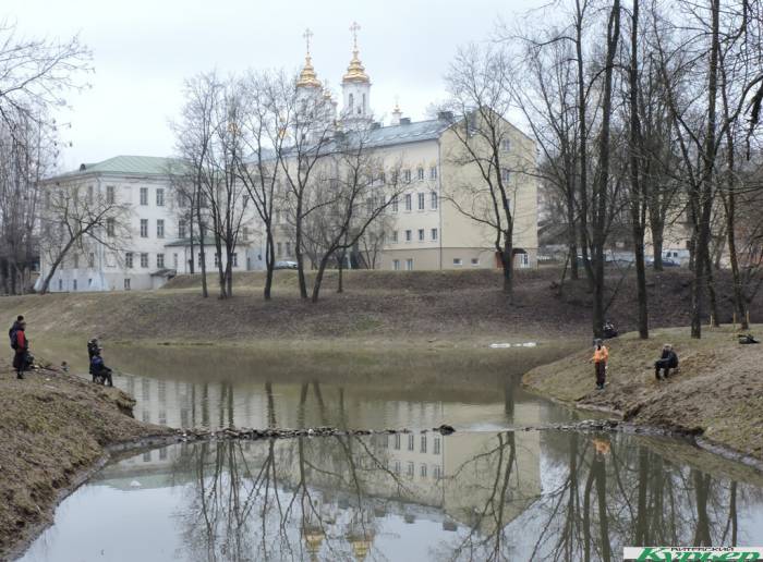 В Витебск приходит весна. Уже цветут первые крокусы, а на Двине плавают лебеди