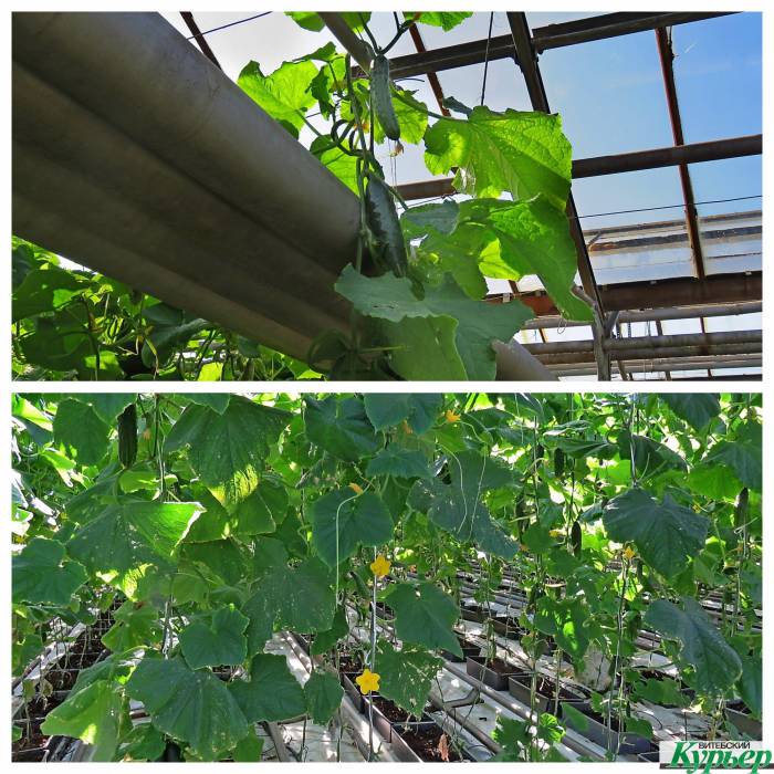 Как в теплицах «Витебск-Агро» от телезавода выращивают овощи и считаются ли они экологичными