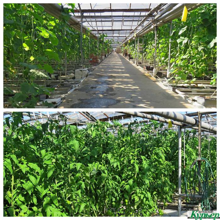Как в теплицах «Витебск-Агро» от телезавода выращивают овощи и считаются ли они экологичными