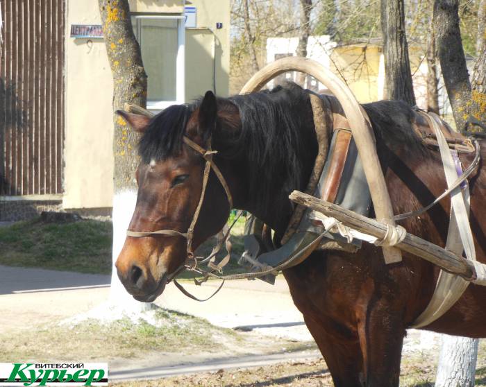 В белорусских деревнях лошадь становится редкостью. Почему Владимир из агрогородка Октябрьская ни на что не поменяет свой транспорт?