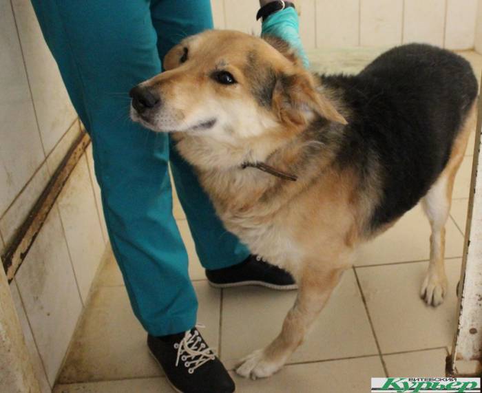 Ветеринар витебского приюта про нашу безответственность и безнаказанность. «Люди ругаются, угрожают, только чтобы ничего не слышать»