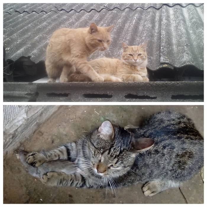 В Витебске предпочитают беспородных котов! Посмотрите, какими фото своих любимцев поделились наши читатели