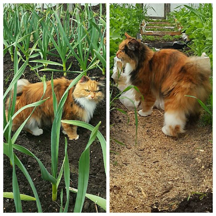 В Витебске предпочитают беспородных котов! Посмотрите, какими фото своих любимцев поделились наши читатели