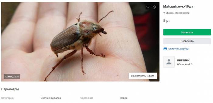 Белорусы торгуют на «Куфаре» майскими жуками, причем в Новополоцке жуки самые дорогие